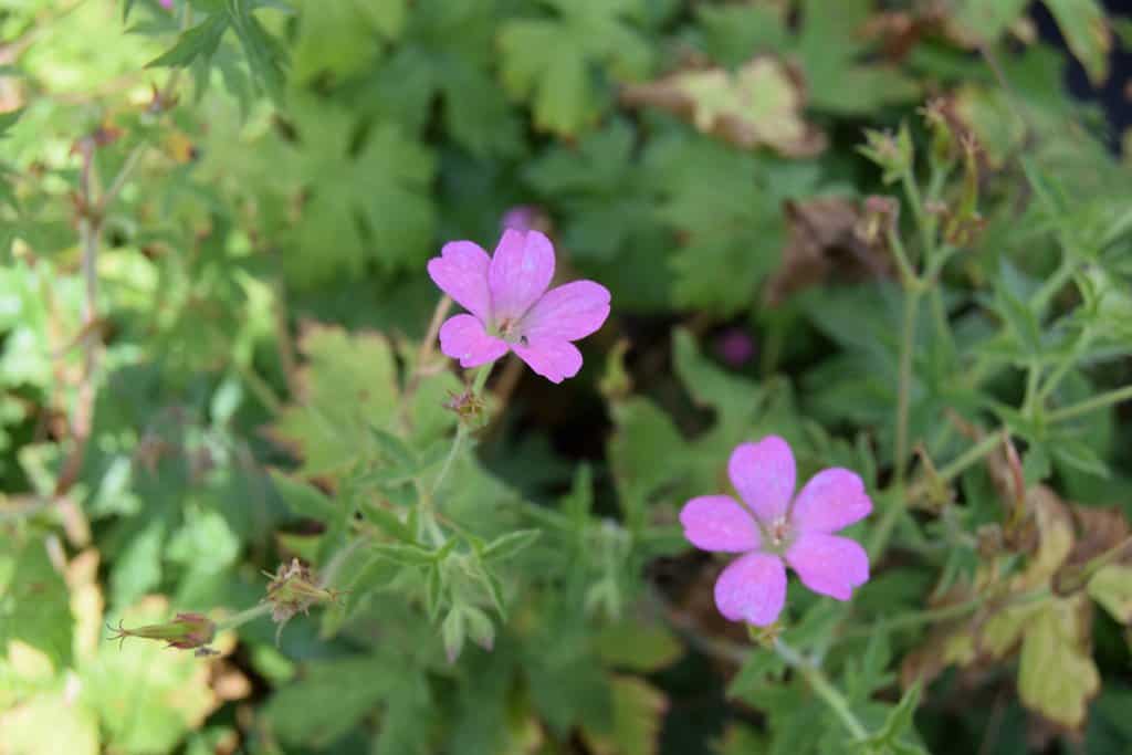 Geranium endressii ---